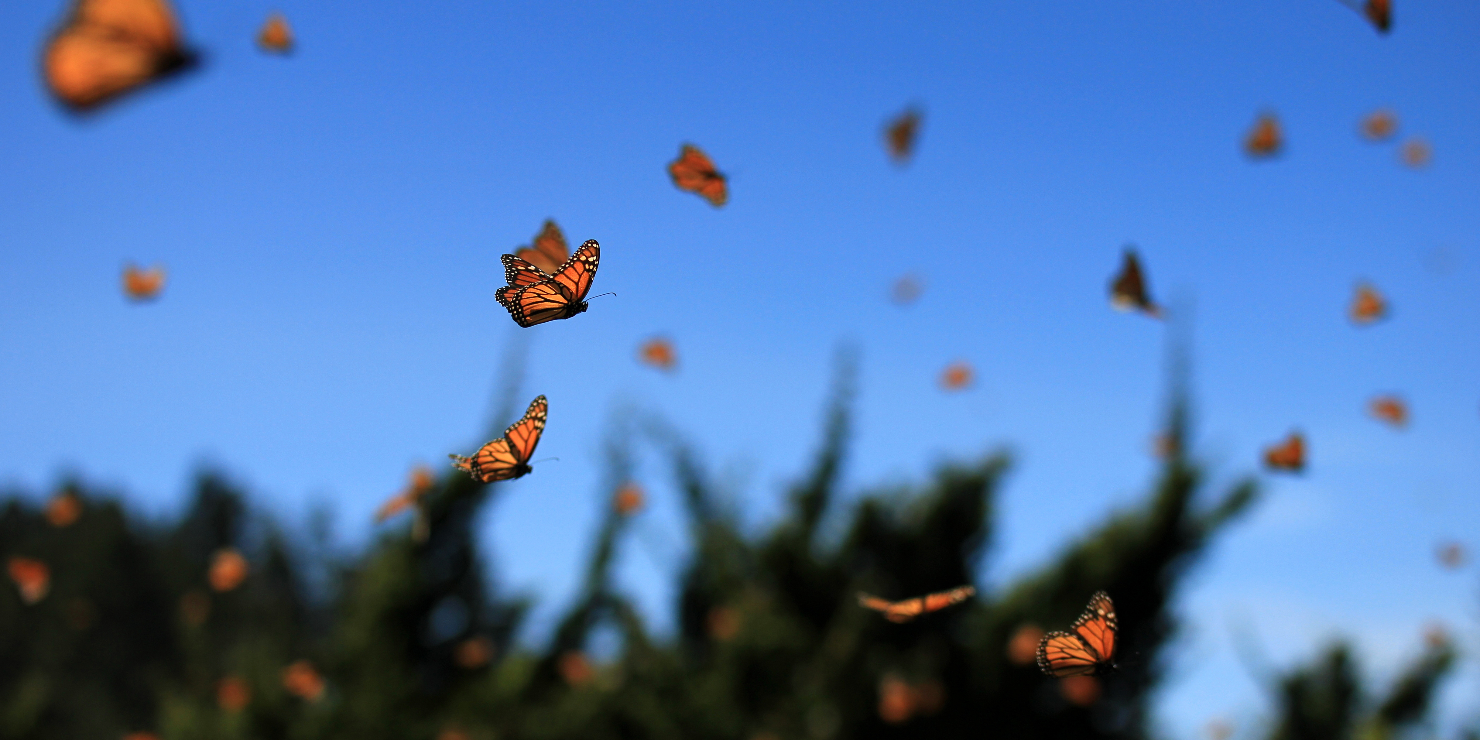 Monarch butterflies flying through the sky