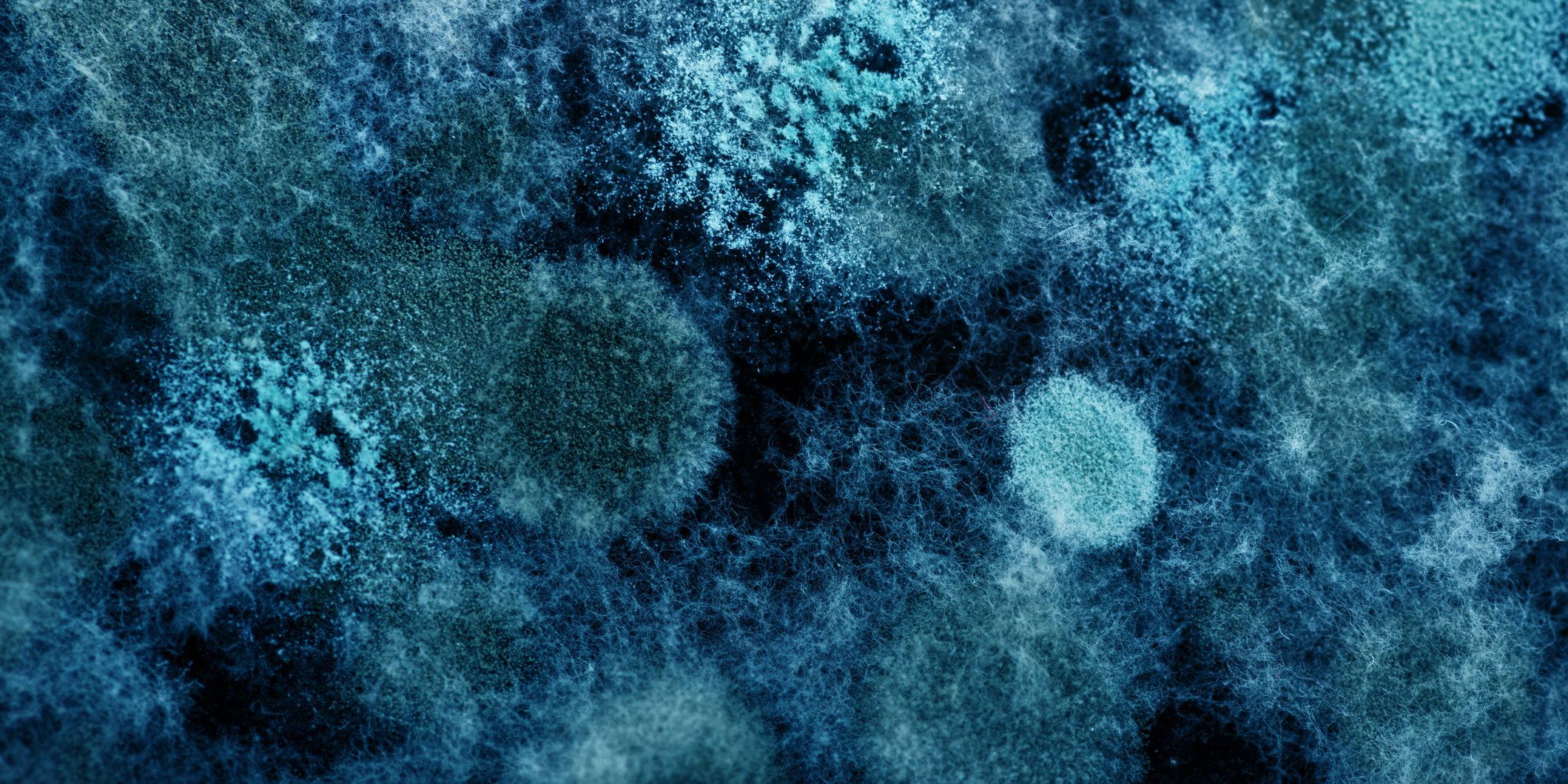 Close up image of viruses and bacteria