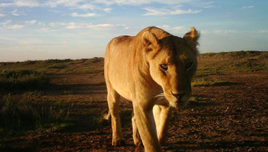 On an open savanna with blue sky, a female lion looks directly into the camera