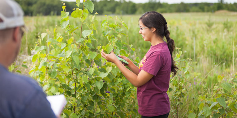 student worker takes a measrument of a plant with a colleauge supporting
