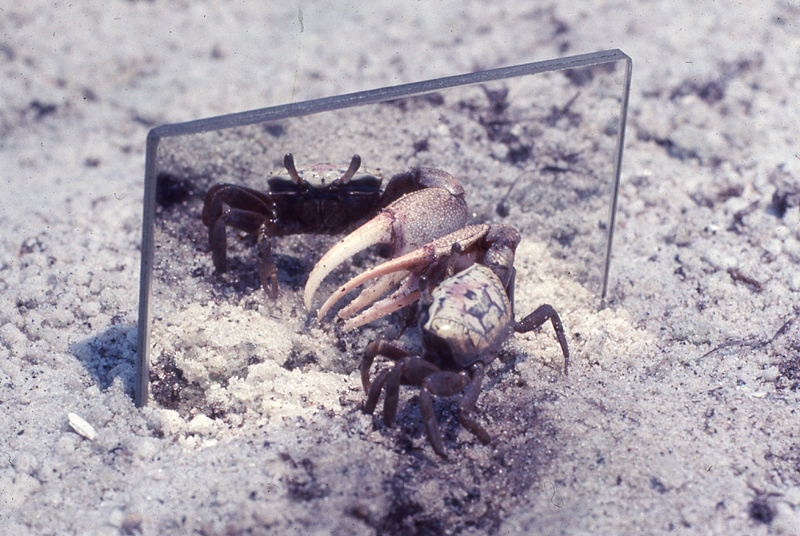 Crab and a mirror