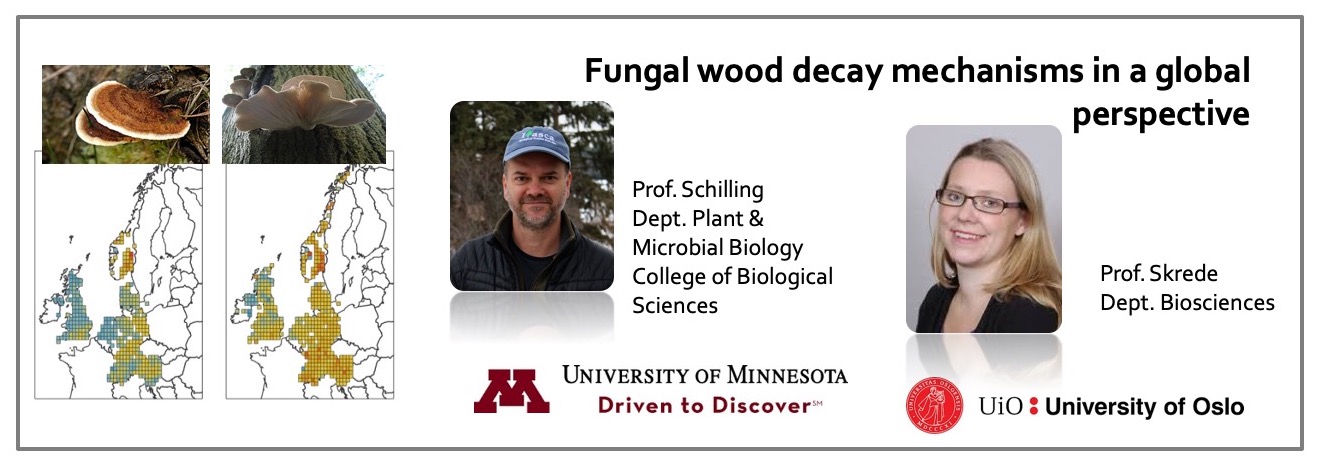 Fungal wood decay team