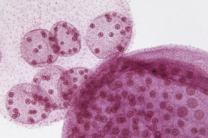 cellular micro image