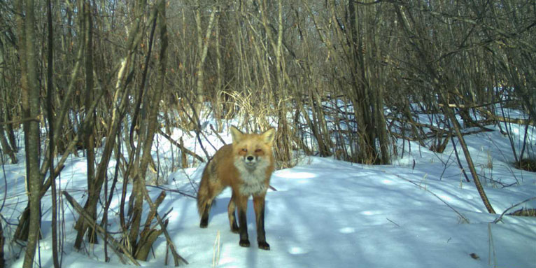 red fox in the woods capture on eyes of the wild camera