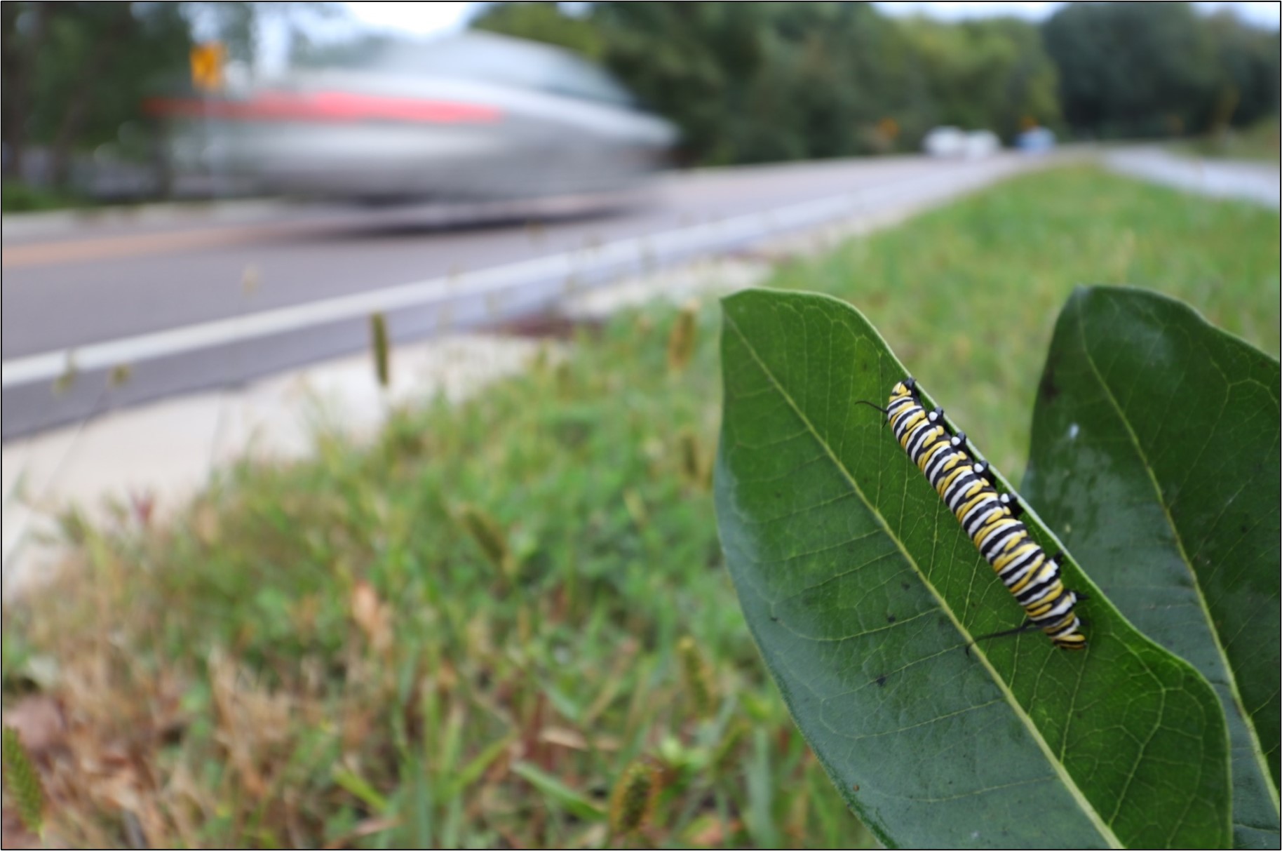 monarch larva on milkweed on roadside