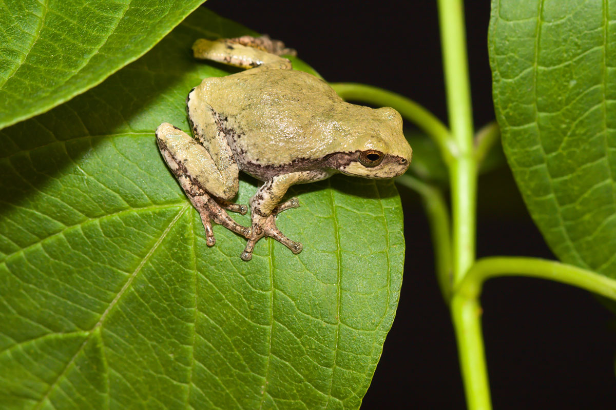 Frog sitting on a leaf