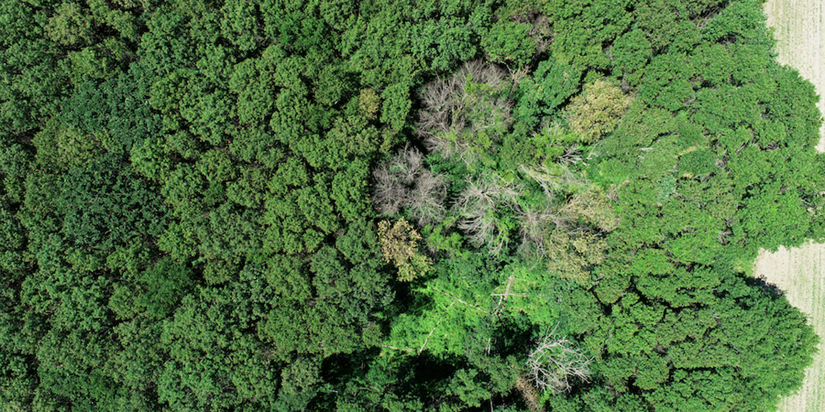 An aerial view of oak wilt impacting trees in Sherburne County.