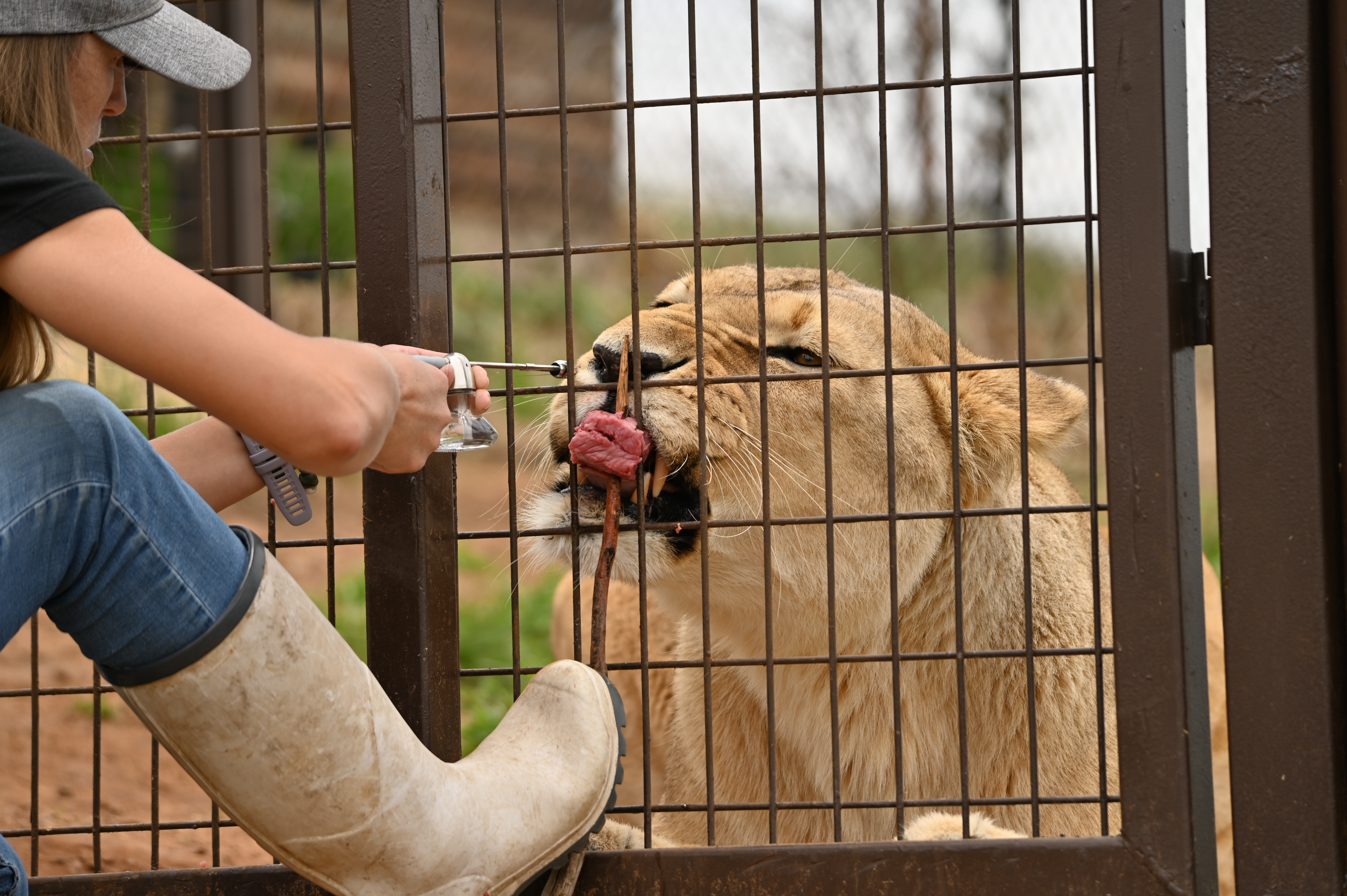 Jessica Burkhart administers oxytocin to Amra at a lion sanctuary.