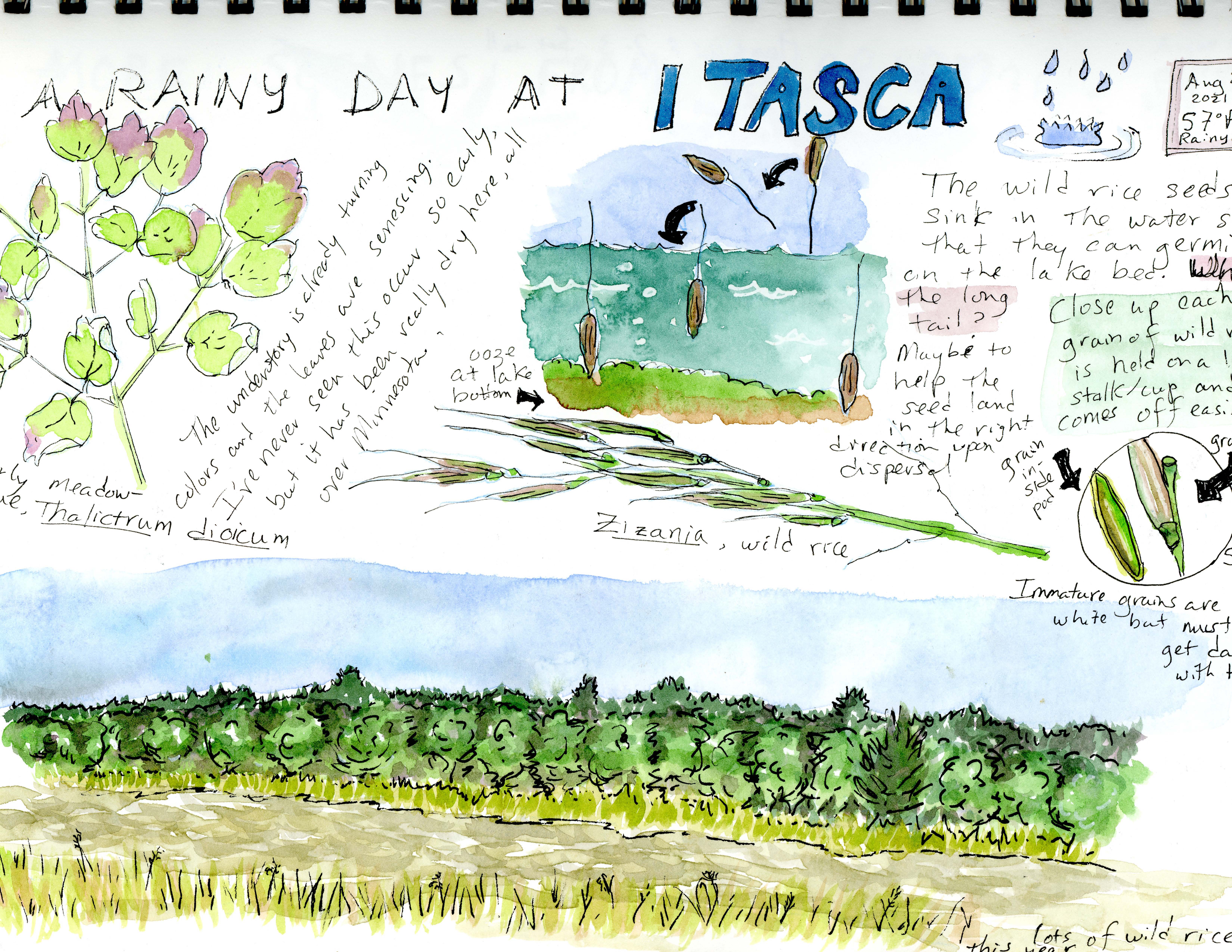 Jennifer Powers' nature journal artwork, titled "A Rainy Day at Itasca"