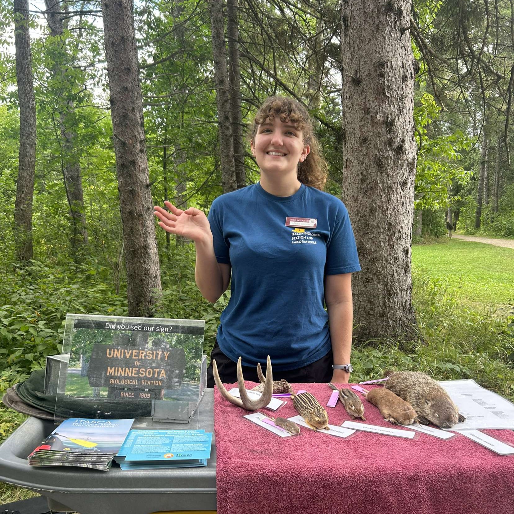 Itasca station intern welcoming people to a Nature Cart at Itasca State Park, with various mammal specimens on the cart.
