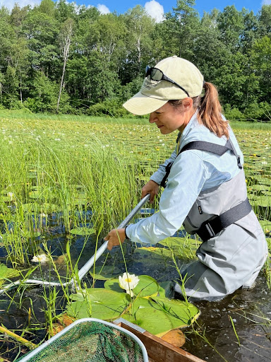Dr. Emily Schililng in a pond near Itasca Station, wearing waders and collecting dragonfly nymphs from the water with net