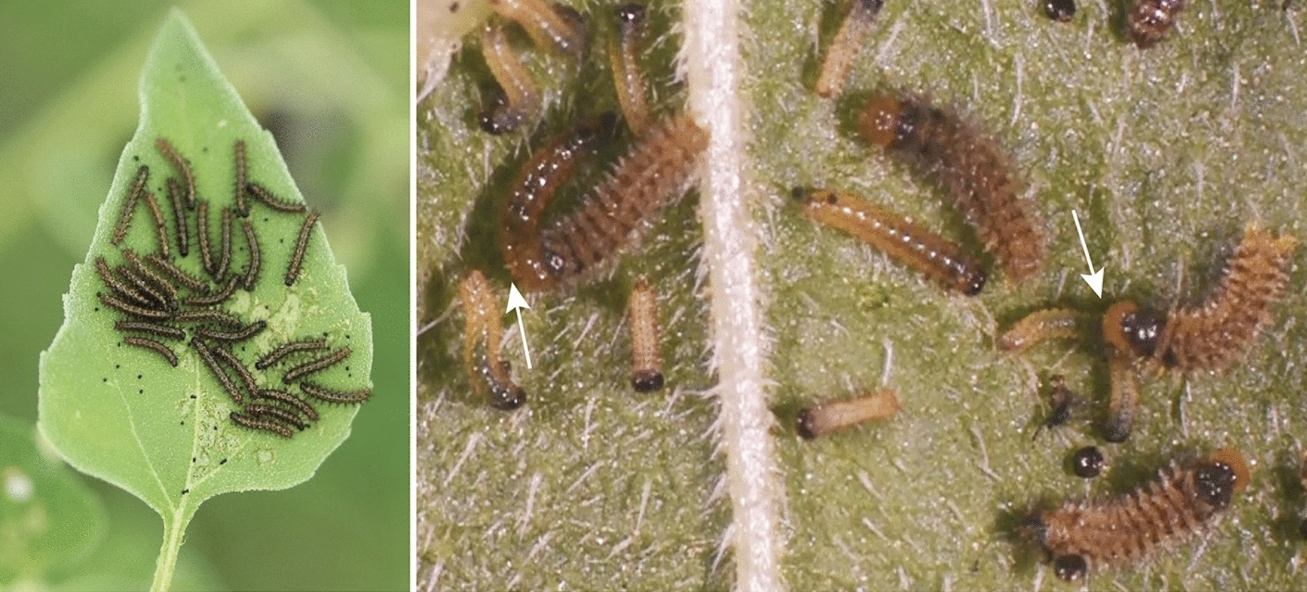 bordered patch butterfly larvae