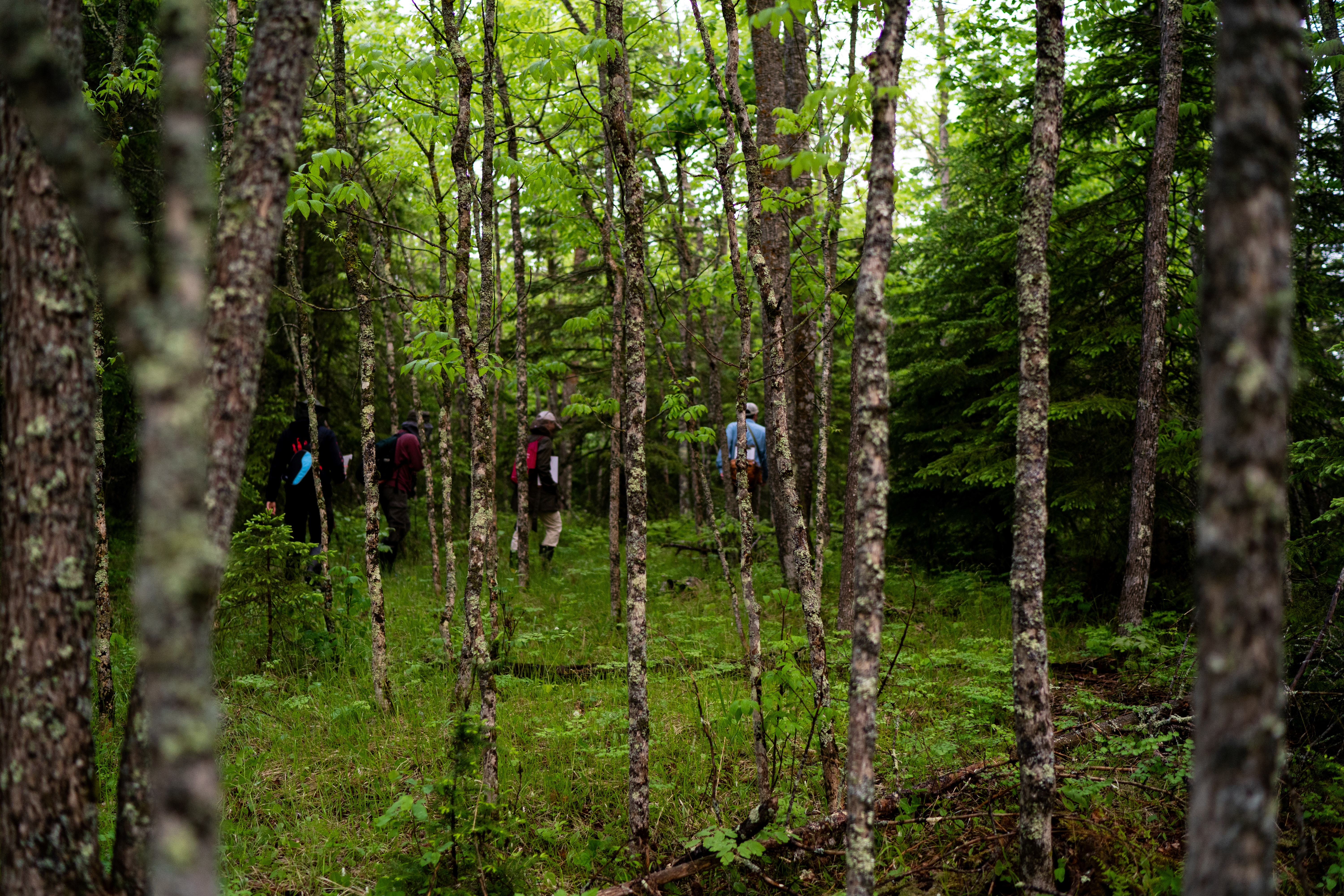Instructor and three students walking through woods, with trees in the foreground
