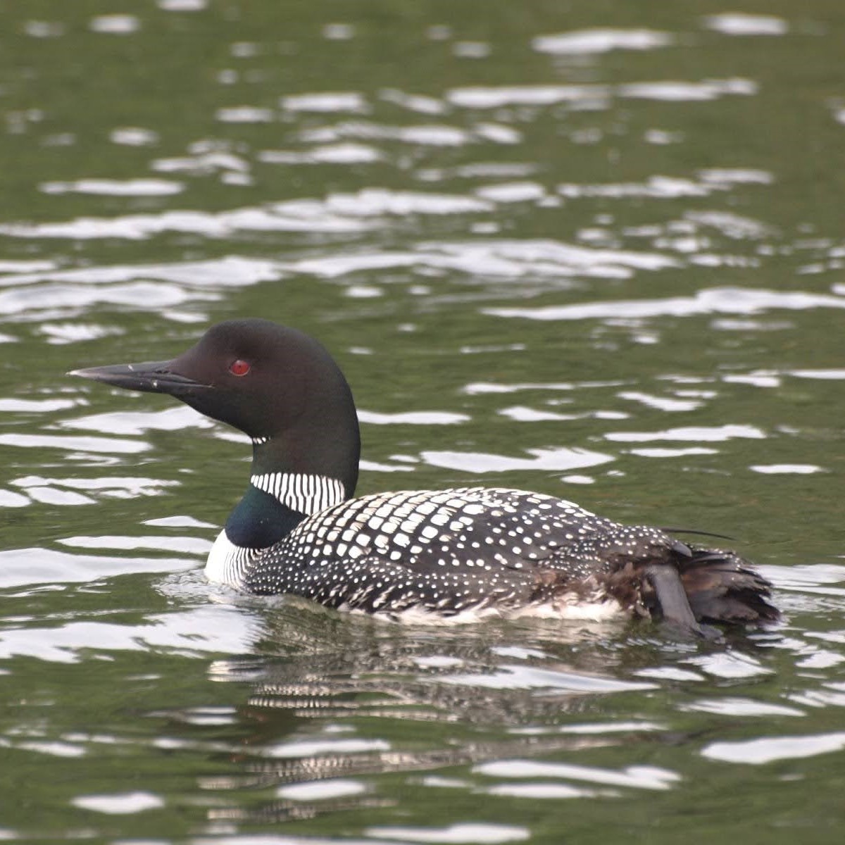 Common loon swimming on a lake