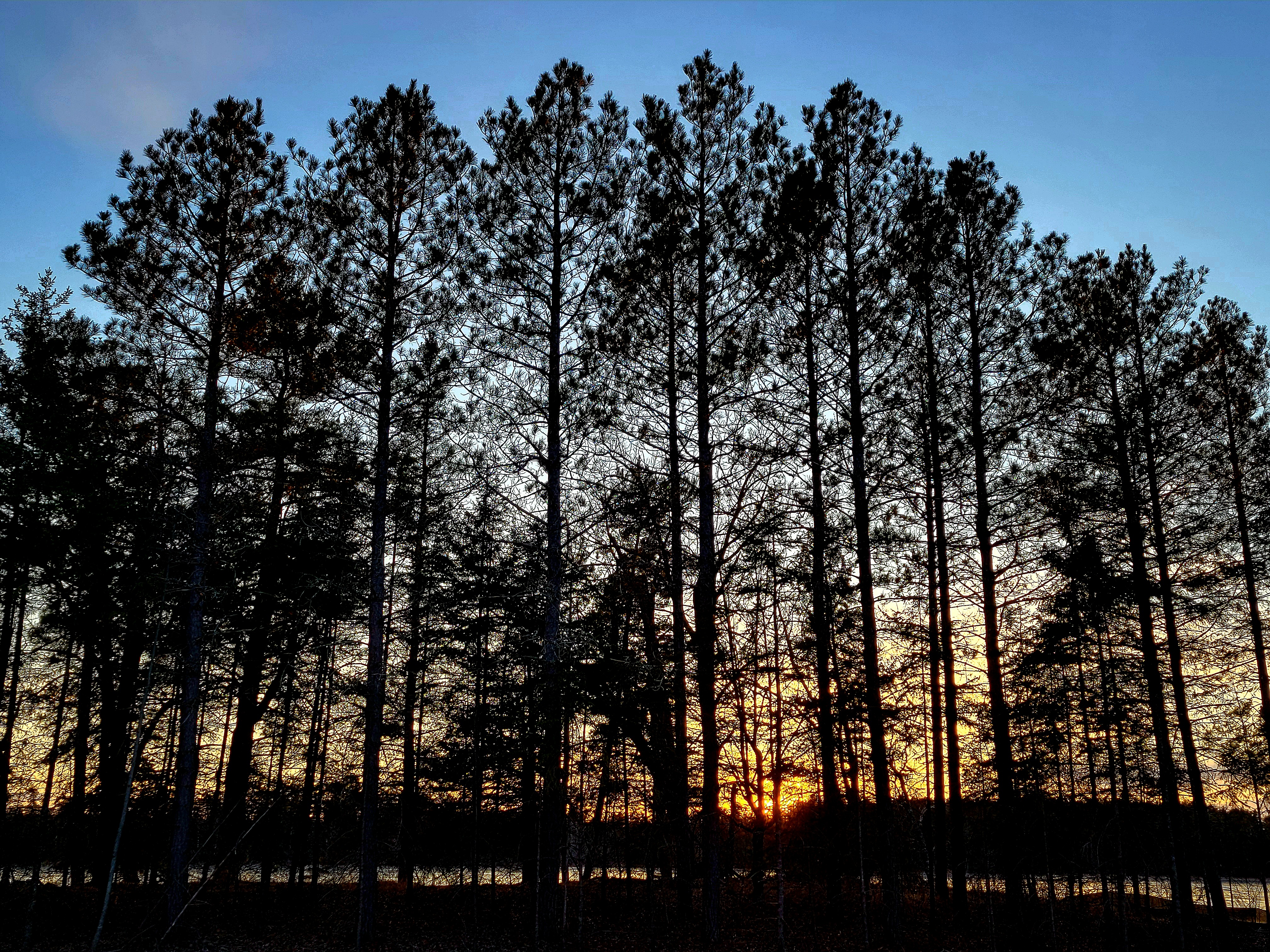 Pine trees at Itasca with a sunset in the background