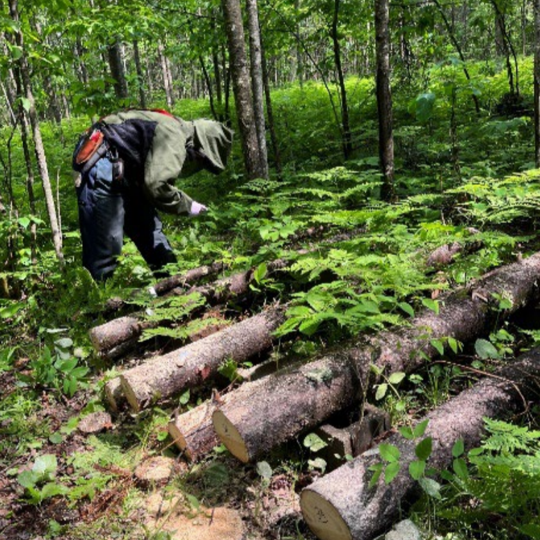 A researcher is leaning over cut logs in the forest.