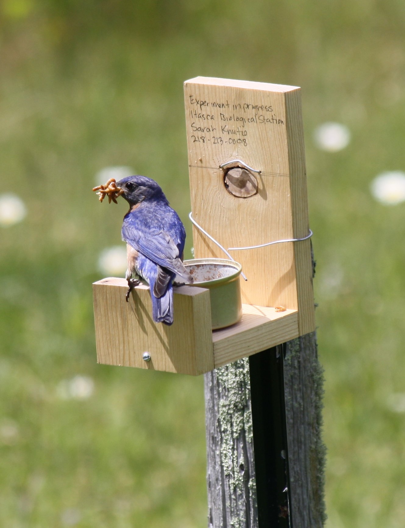 bluebird at a feeder