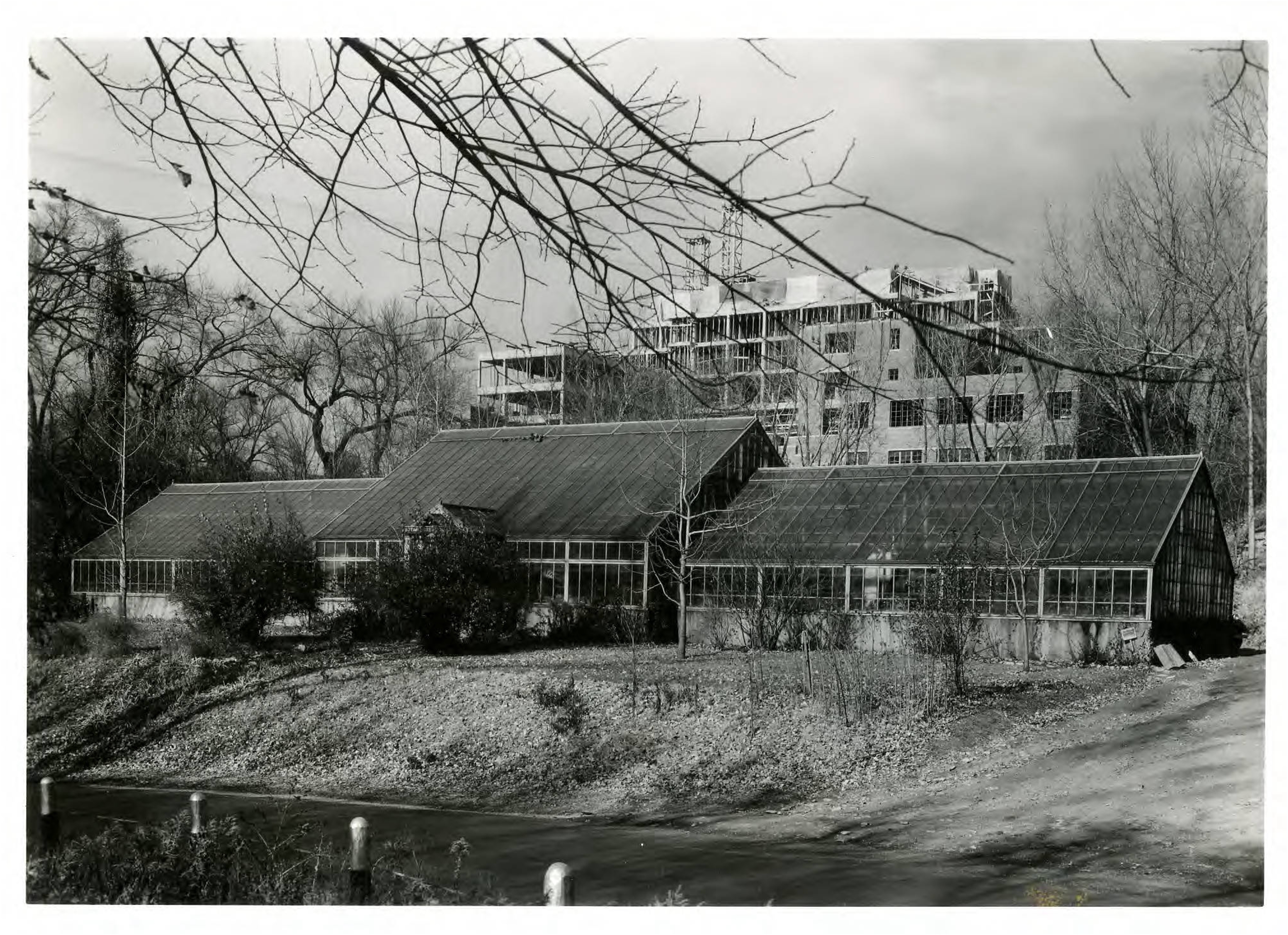 Black and white photograph of the university's 1926 greenhouse, with Coffman Memorial Union under construction in the background.