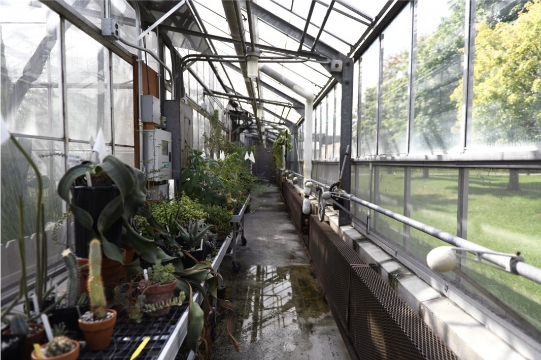 Photograph of a hallway in the CBS Greenhouse with plants on tables along the wall, circa 2015.