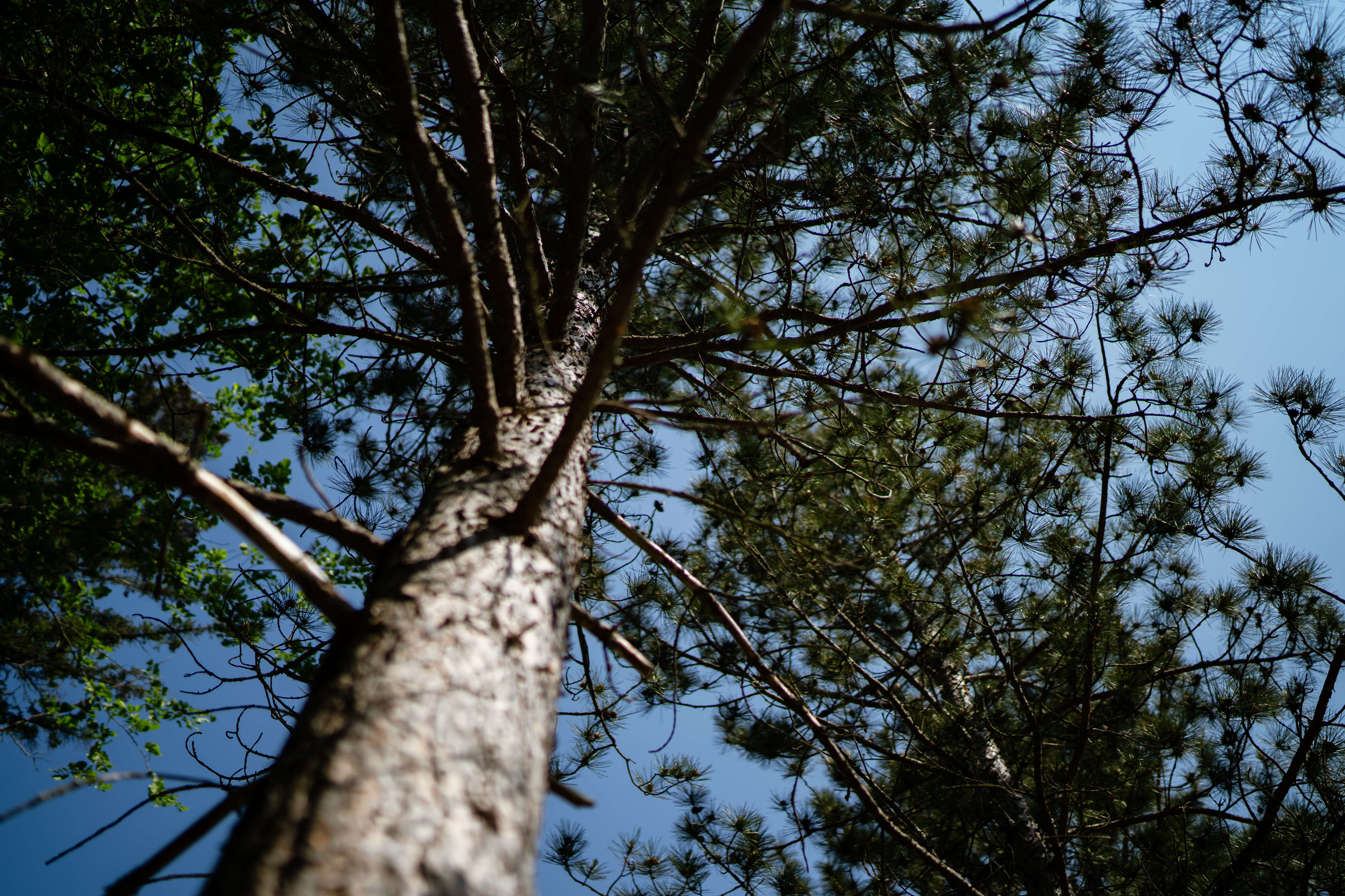 Itasca tree