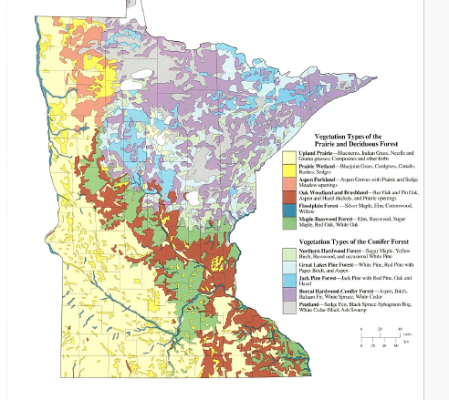 Natural vegetation of Minnesota snip