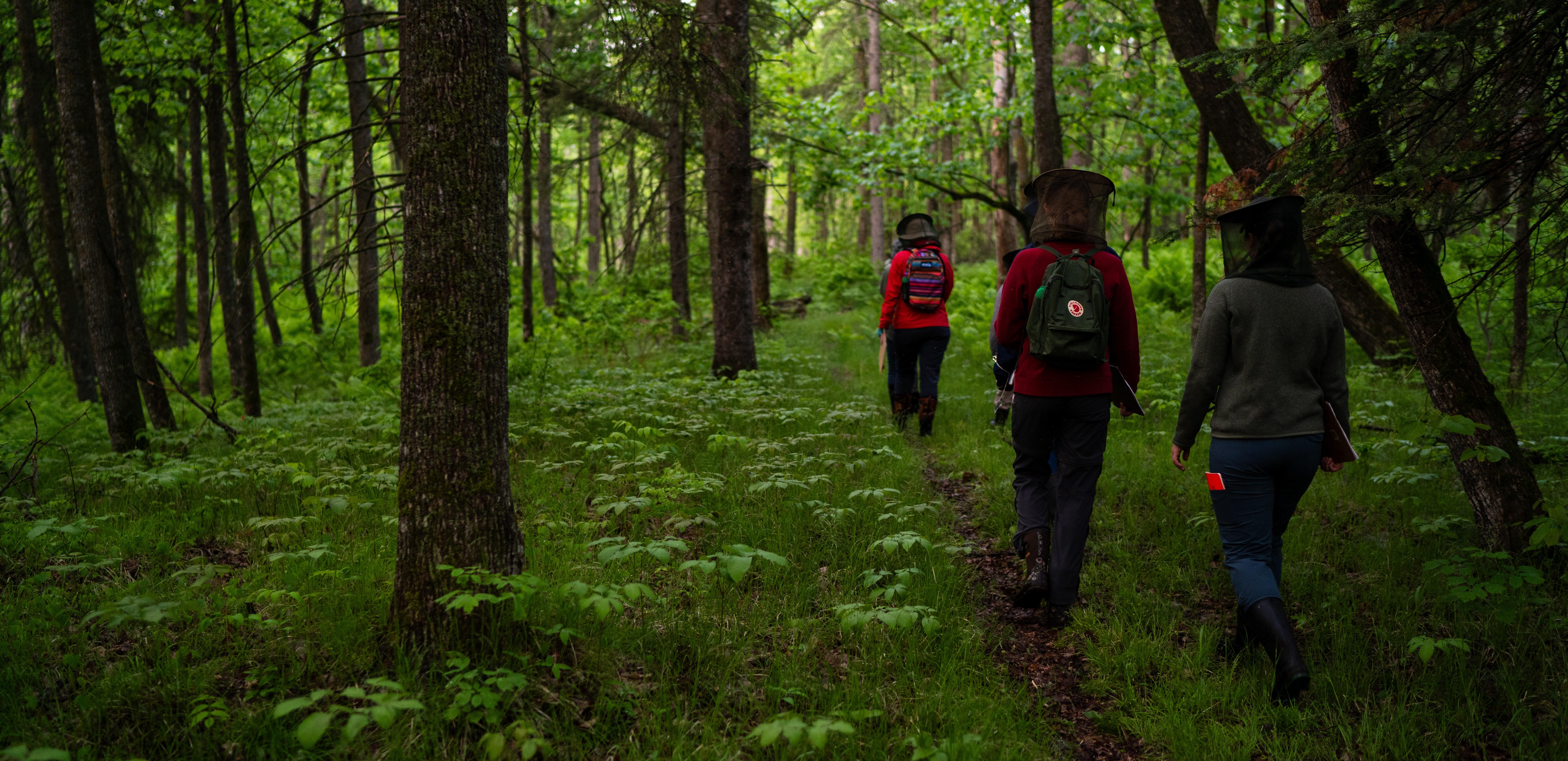 Itasca Bear Paw bird survey