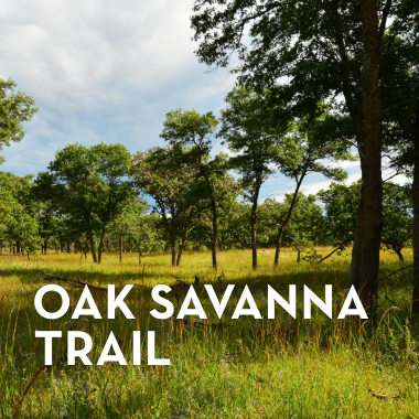 Oak savanna habitat in summer