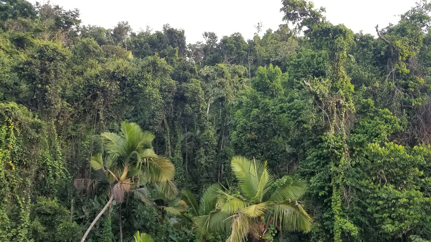 Tropical rainforest 