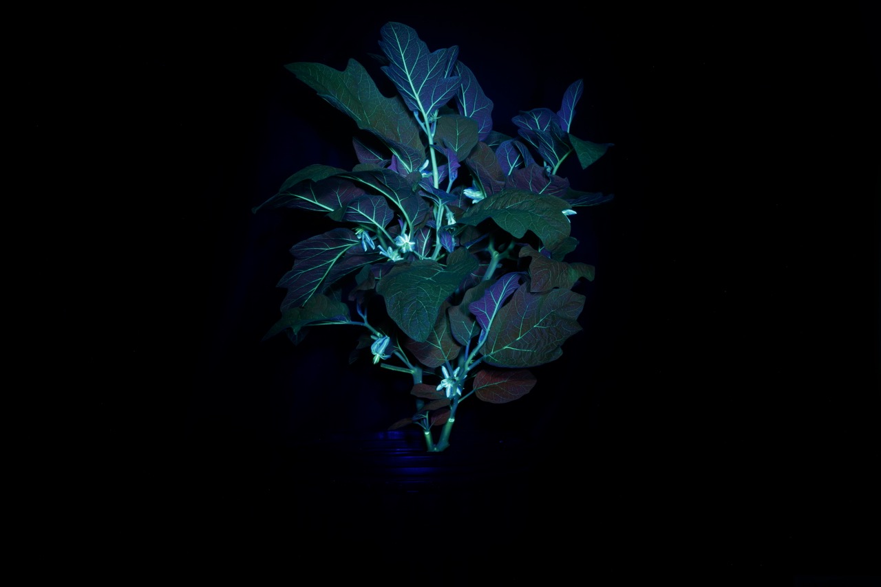 The leaves and flowers of an eggplant glow bright blue against a black background.