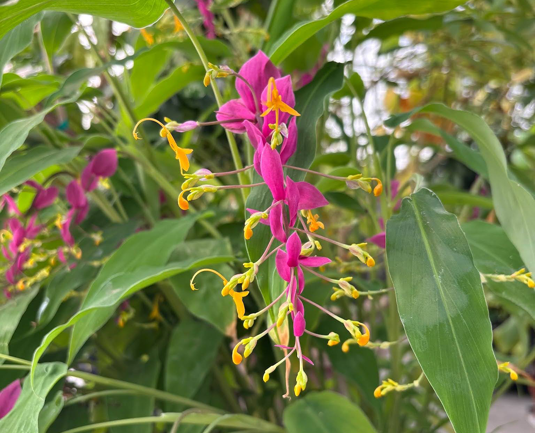Globba winitii