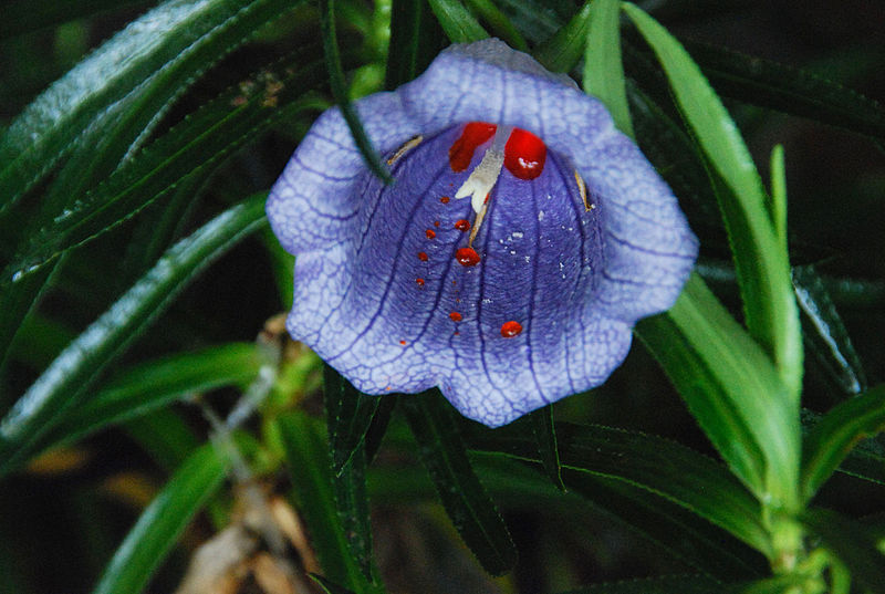 Nesocodon mauritianus in full bloom with red nectar