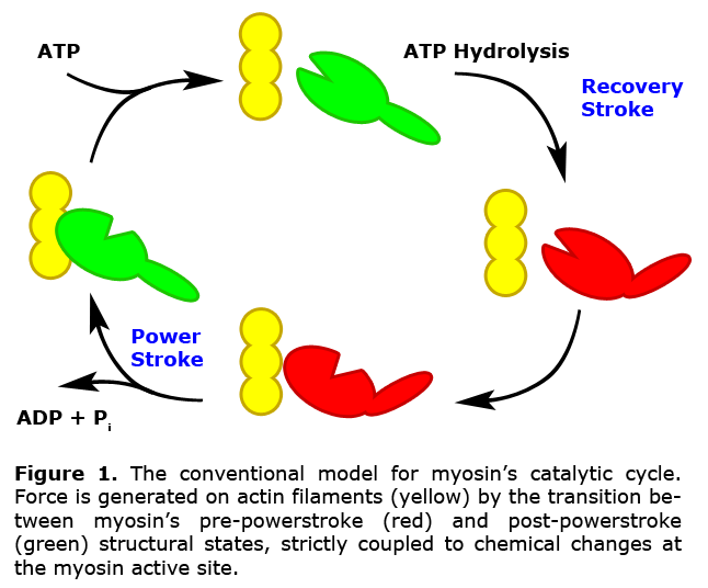 Conventional model for myosin's catalytic cycle