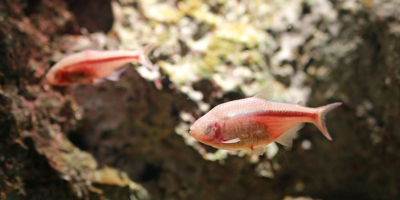 Cave fish