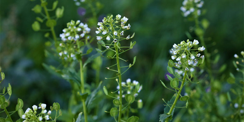 Pennycress plant