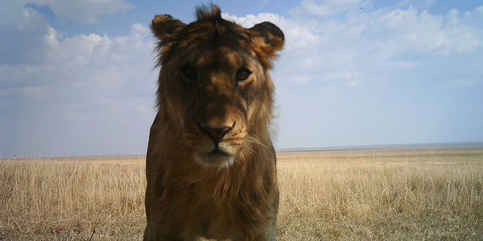 Lion staring at camera trap