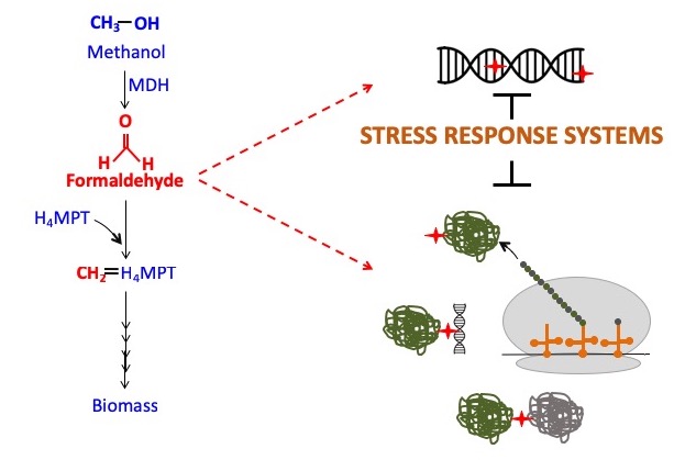 Stress response image
