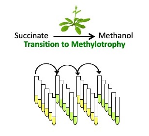 Methylotrophy