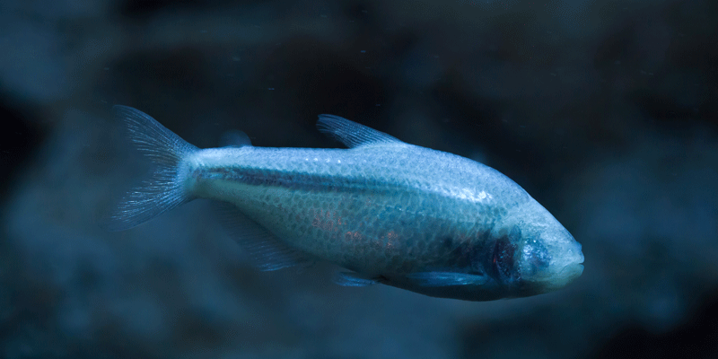 cave fish