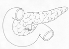 Pancreas - Duodenum