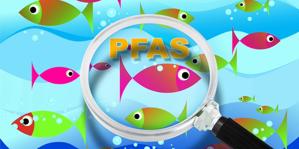 Magnifying glass over fish illustration with the letters "PFAS"