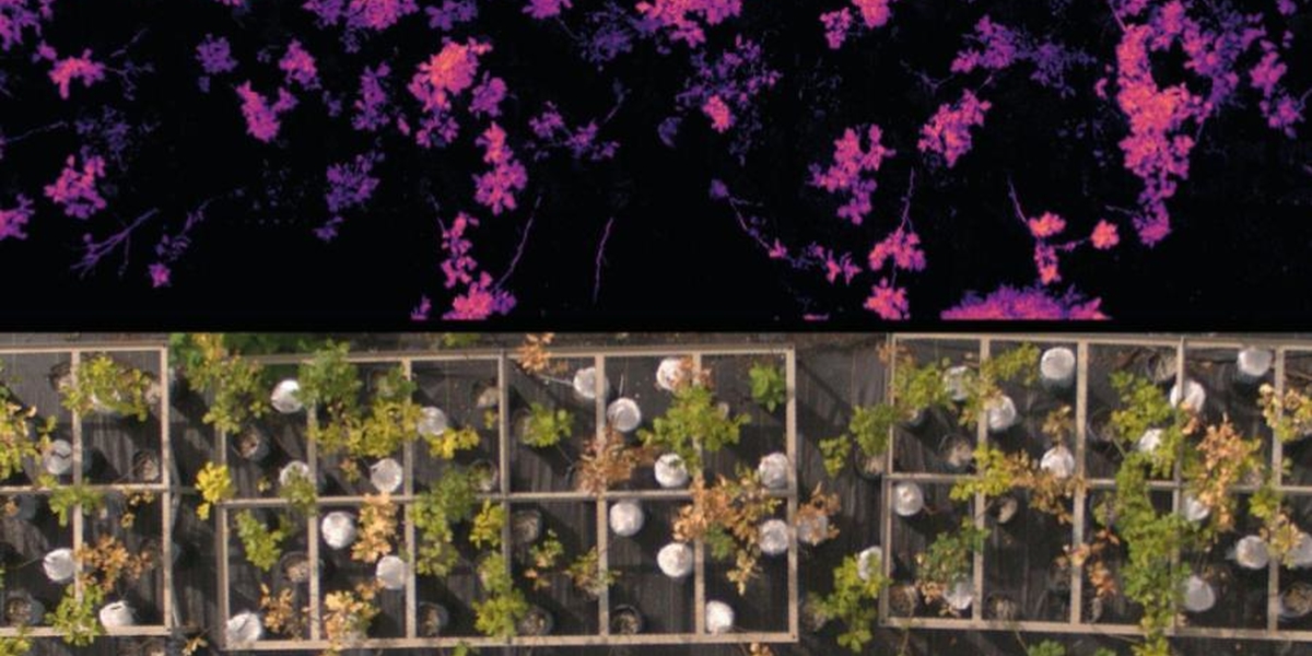 Aerial views of an experiment with oak saplings aimed at distinguishing between oak wilt and drought stress using spectral reflectance. The bottom panel shows a true color image taken by a multispectral drone. The top panel shows the same image seen through the Renormalized Difference Vegetation spectral Index (RDVI) the drone also captures. Stressed trees show lower (i.e., darker) RDVI tones than healthy trees. Trees infected with the oak wilt pathogen show more variation in RDVI than drought-stressed tree