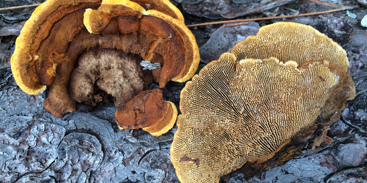 brown rot fungi