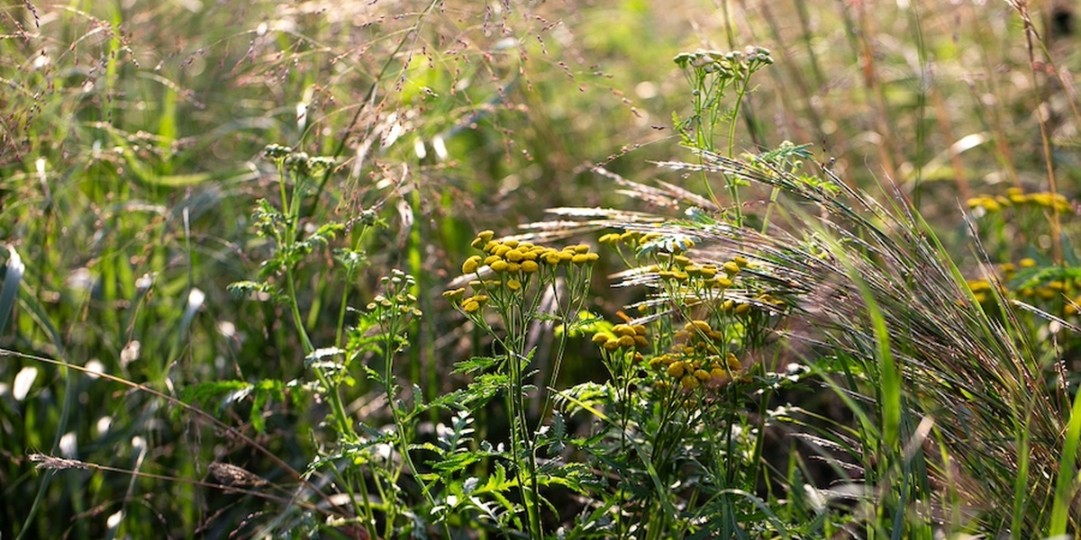 Common tansy is an invasive plant spreading across Minnesota. Credit: Domini Brown