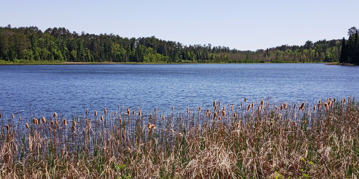 Blue lake with brown weeds in foreground, green forest in background, and blue sky