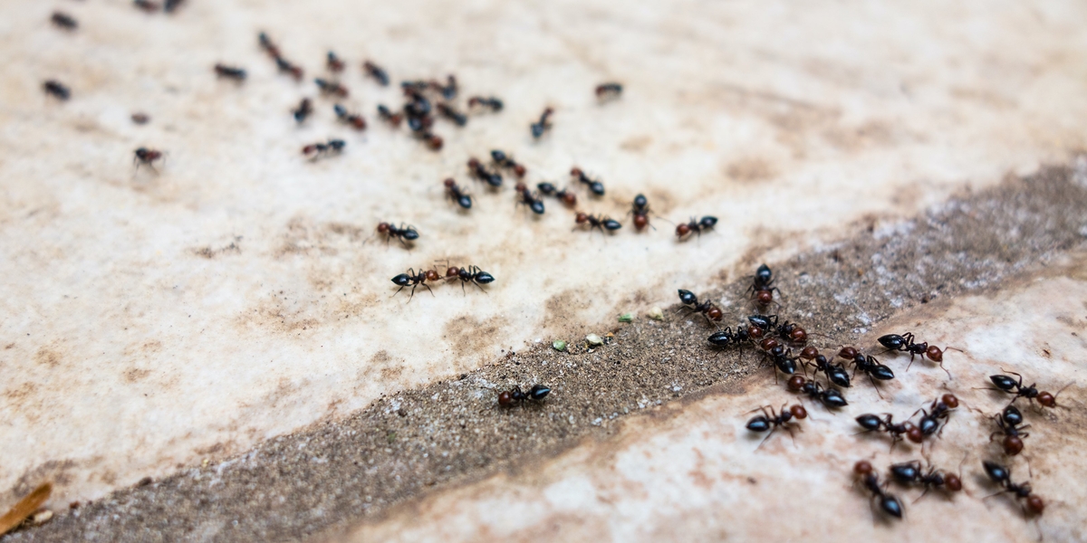 ants in a line