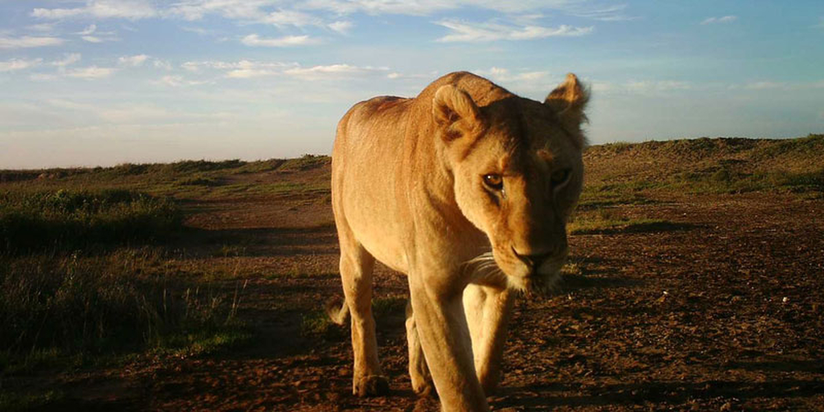 On an open savanna with blue sky, a female lion looks directly into the camera