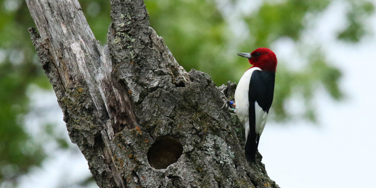 woodpecker stands on branch beside cavity in tree