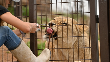 Jessica Burkhart administers oxytocin to Amra at a lion sanctuary.