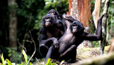 Three bonobos in a forest