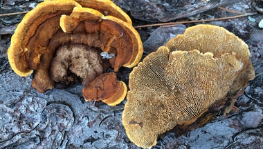 brown rot fungi